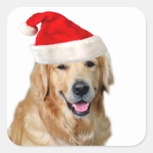 Sticker Carré Golden Retriever