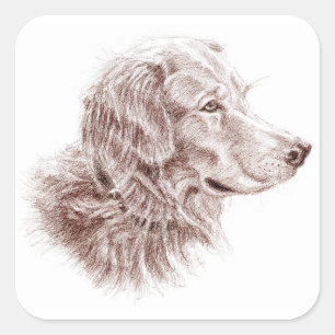 Sticker Carré Golden Retriever
