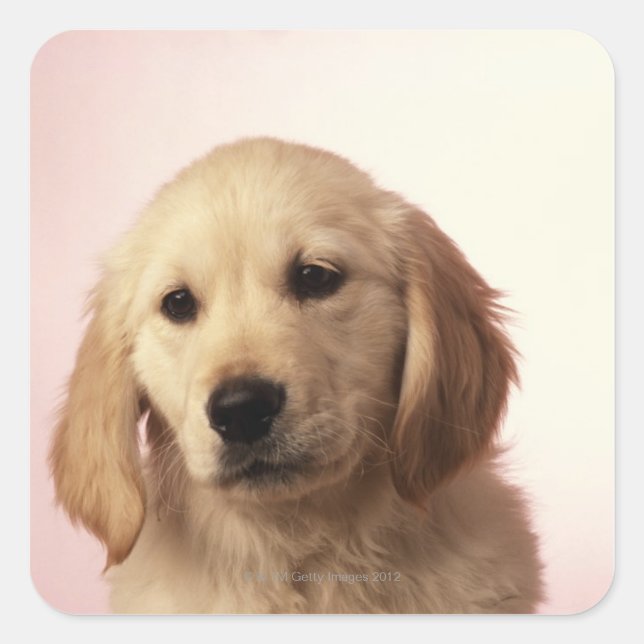 Sticker Carré Golden retriever (Devant)