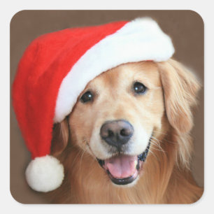 Sticker Carré Golden Retriever Avec Santa Hat