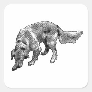 Sticker Carré Golden Retriever avec une expression amusante