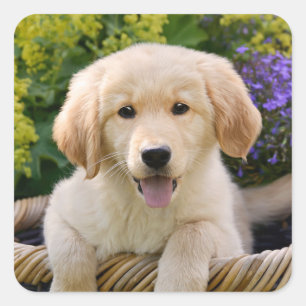 Sticker Carré Golden Retriever Baby Dog Puppy Funny Pet Photo —
