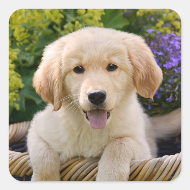 Sticker Carré Golden Retriever Baby Dog Puppy Funny Pet Photo — (Devant)