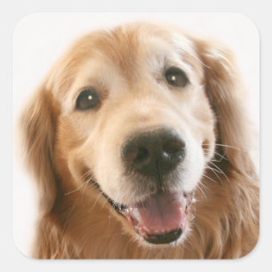 Sticker Carré Golden retriever de sourire