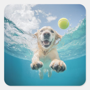 Sticker Carré Golden Retriever Diving Tennis Ball Sous l'eau