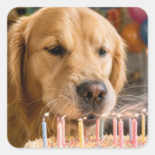 Sticker Carré Golden Retriever Éteignant des Bougies d'Anniversa