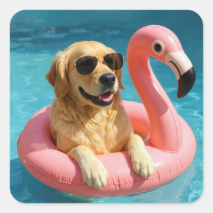 Sticker Carré Golden Retriever flottant sur un jouet de piscine 
