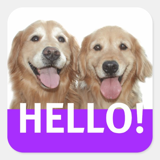 Sticker Carré Golden Retriever Hello (Devant)