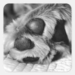 Sticker Carré Golden Retriever Polar Paws