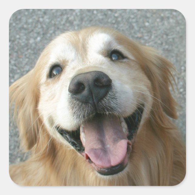 Sticker Carré Golden Retriever souriant (Devant)