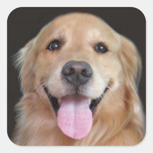 Sticker Carré Golden Retriever souriant (Devant)