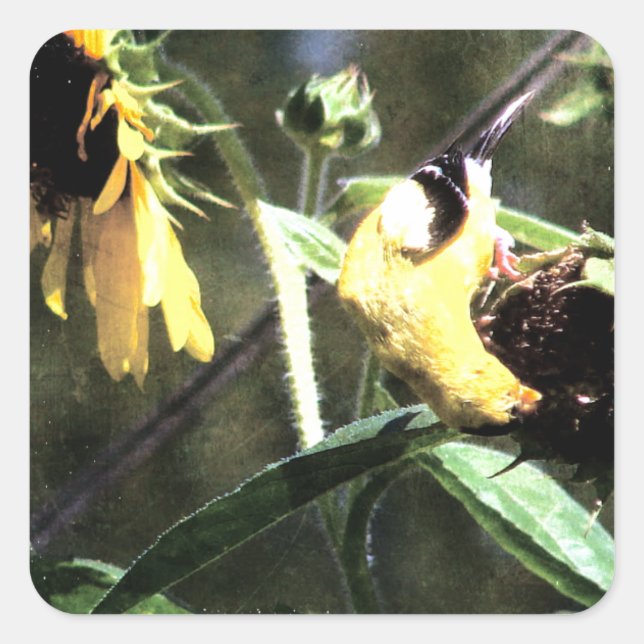 Sticker Carré Goldfinch (Devant)