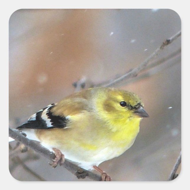 Sticker Carré Goldfinch (Devant)