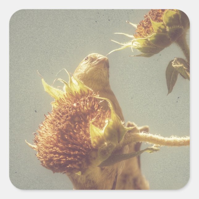 Sticker Carré Goldfinch (Devant)