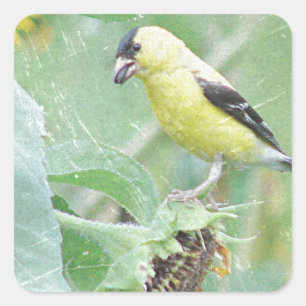 Sticker Carré Goldfinch Grunge
