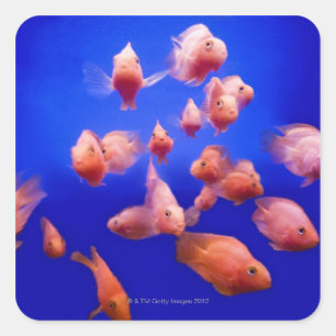 Sticker Carré Goldfish 2