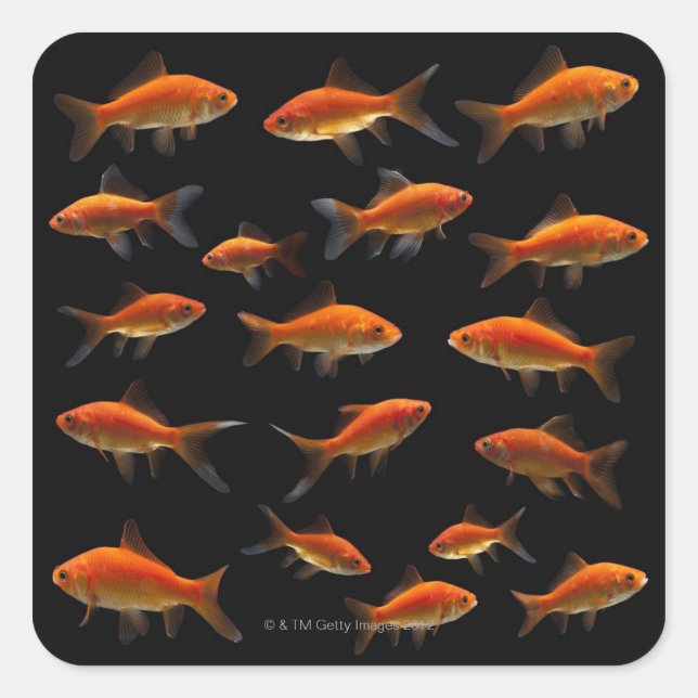 Sticker Carré Goldfish 2 (Devant)