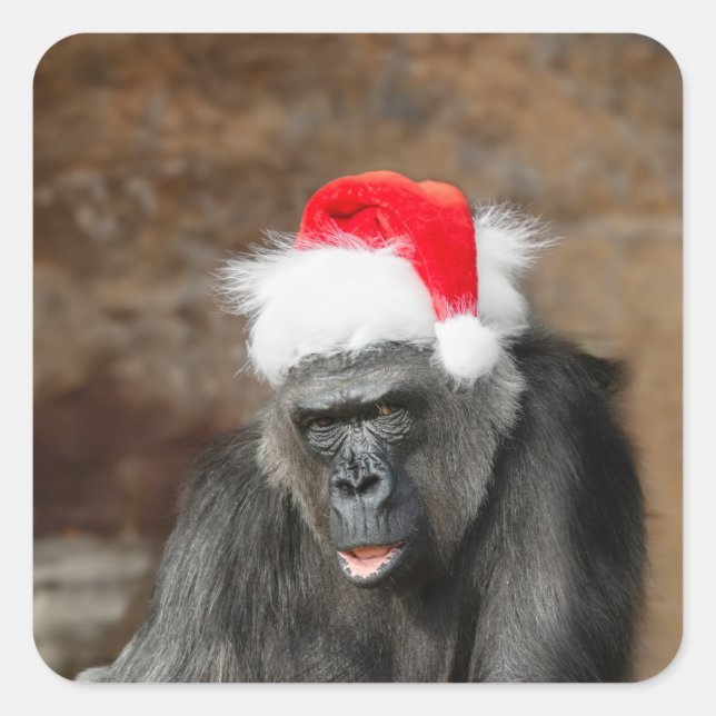 Sticker Carré Gorilla Biddy avec un chapeau de Noël festif (Devant)