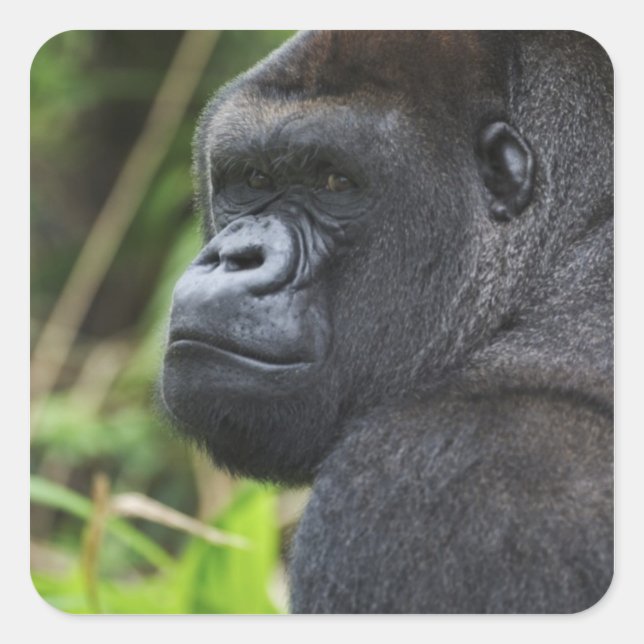 Sticker Carré Gorille de Silverback Lowland, captif de Gorilla (Devant)