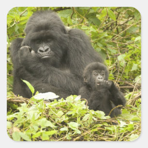 Sticker Carré Gorille des montagnes, Gorilla beringei (anciennem