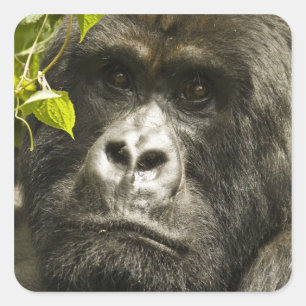 Sticker Carré Gorille des montagnes, Gorilla beringei beringei,