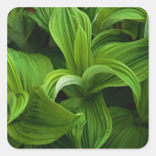 Sticker Carré Gouttes de rosée sur un Helabore faux