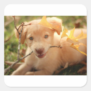 Sticker Carré gr pup avec branche