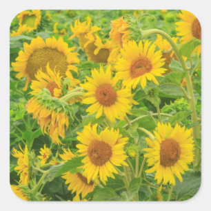 Sticker Carré Grand champ de tournesols près de Moses Lake, WA 2
