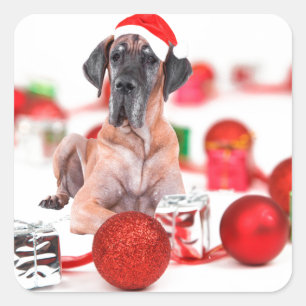 Sticker Carré Grand Danois avec ornements de Noël Cadeaux