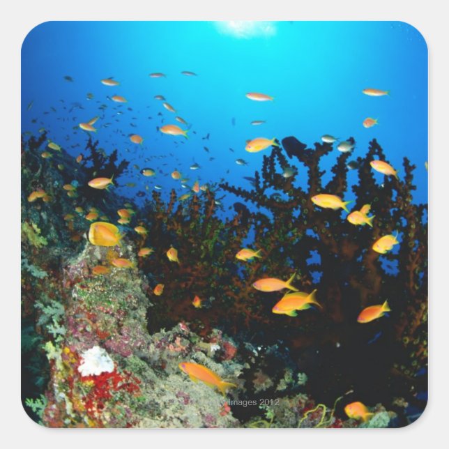 Sticker Carré Grand groupe de poissons de Sea Goldie nageant (Devant)