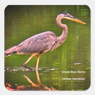 Sticker Carré Grand Héron bleu (Ardea herodias)