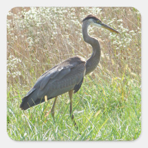 Sticker Carré Grand héron bleu - Ardea herodias