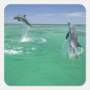 Sticker Carré Grands dauphins Tursiops truncatus