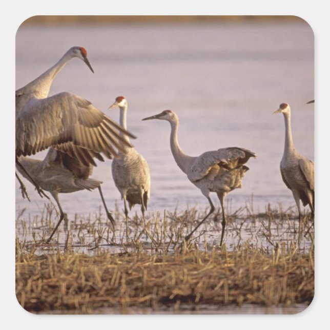 Sticker Carré Granes de Sandhill Grus canadensis) Platte (Devant)