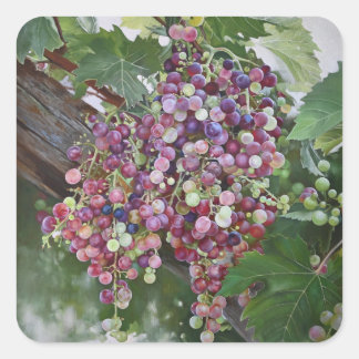 Sticker Carré Grapevine Gloire — Hyperréaliste Vineyard Art pour