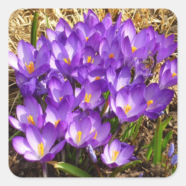 Sticker Carré Grappe de Crocus pourpres Floral de printemps (Devant)