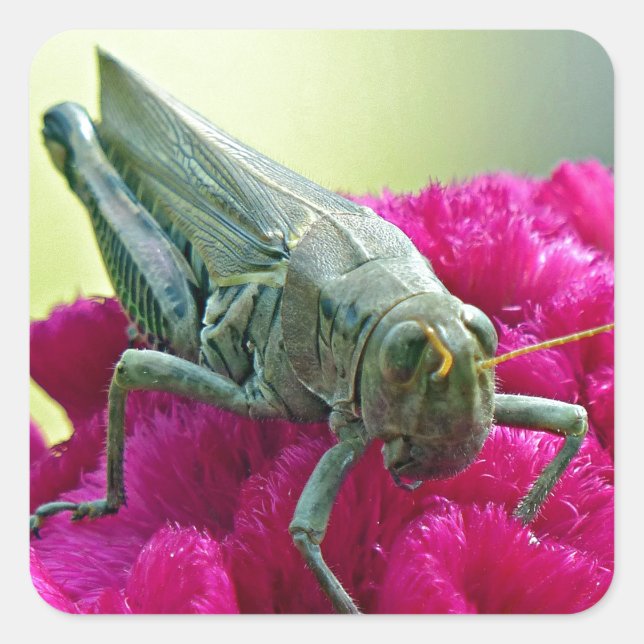 Sticker Carré Grasshopper sur Cockscomb (Devant)