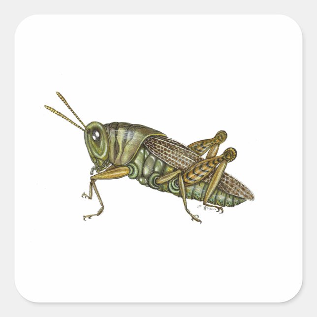 Sticker Carré Grasshopper vert (Devant)