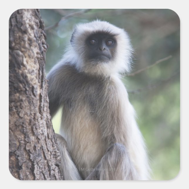 Sticker Carré Gray ou commun ou Hanuman langur (Devant)