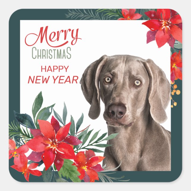 Sticker Carré Gray Weimaraner Poinsettia Bouquet Noël (Devant)