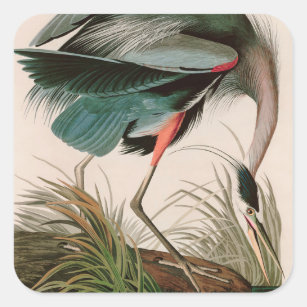 Sticker Carré Great Blue Heron Birds of America Audubon Imprimer