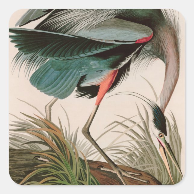 Sticker Carré Great Blue Heron Birds of America Audubon Imprimer (Devant)