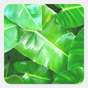 Sticker Carré Green feuille Palm Leaf feuillage tropical jungle