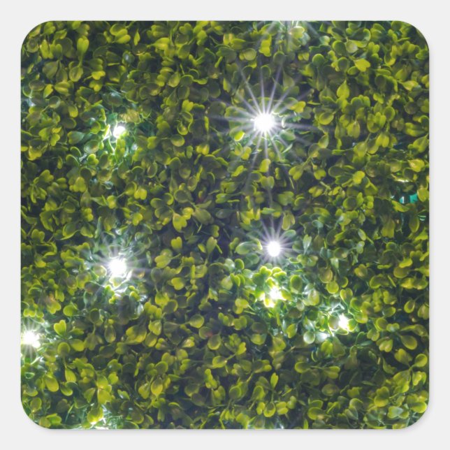 Sticker Carré Green Privet Hedge avec Starlight (Devant)