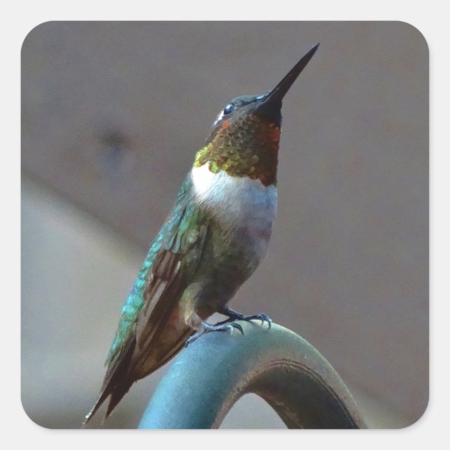 Sticker Carré Green ruby little hummingbird (Devant)