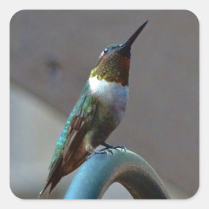 Sticker Carré Green ruby little hummingbird