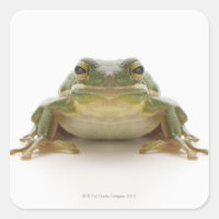 Green tree frog (Hylidae cinerea)