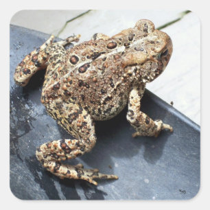 Sticker Carré Grenouille