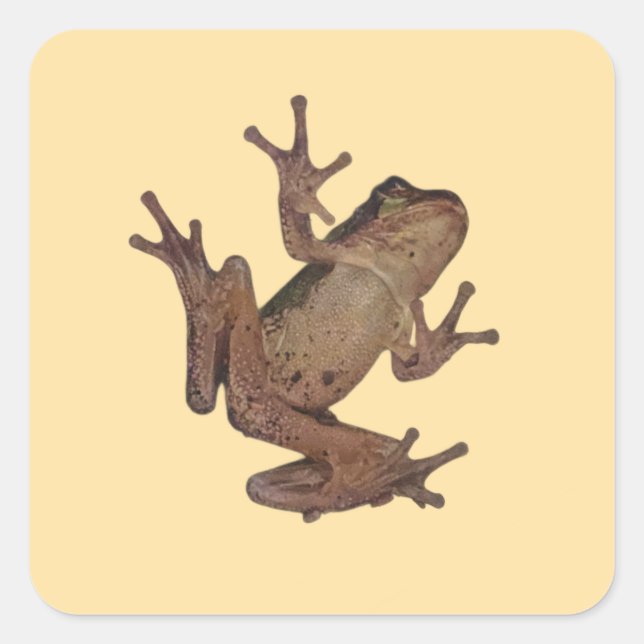Sticker Carré grenouille (Devant)