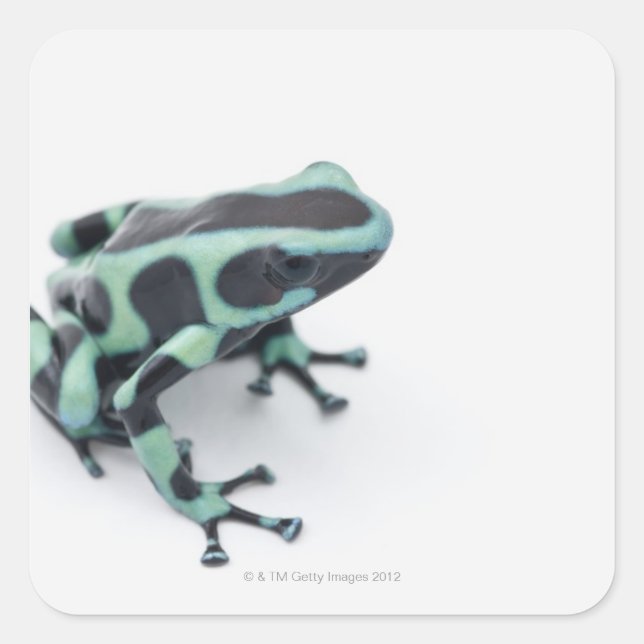 Sticker Carré grenouille à bec noire et verte (dendrobates) (Devant)